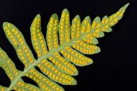 Fronde de Polypode face inférieure montrant les amas de sporanges